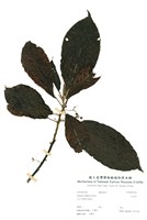 藏品(水冬哥)的圖片